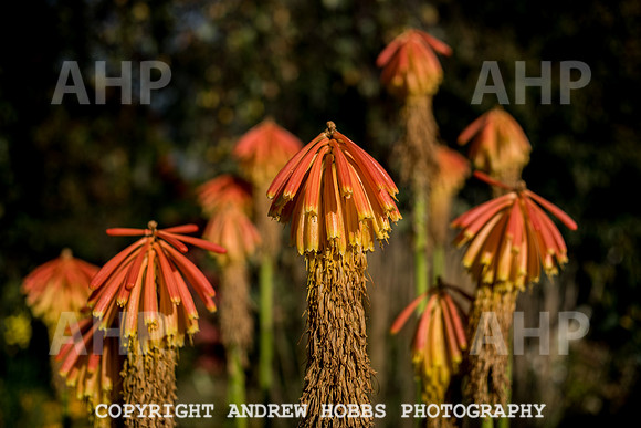 Vellacott Garden 2016-3544