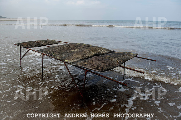Porlock Oyster Beds 018
