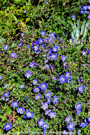 Court House Garden - EM Sep 20-3887