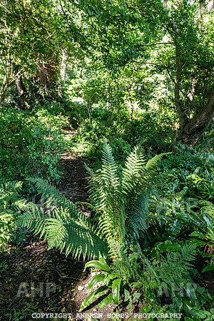 Court House Garden - EM Sep 20-3759