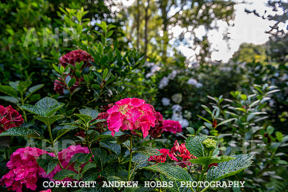 Court House Garden - EM Sep 20-3787