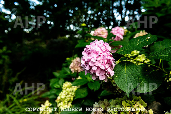 Court House Garden - EM Sep 20-3802