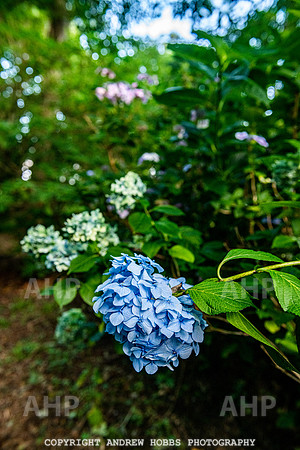 Court House Garden - EM Sep 20-3804