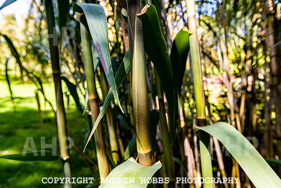 Court House Garden - EM Sep 20-3855