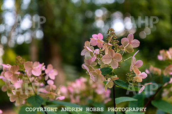 Court House Garden 1 Sep 2020 EM-3795