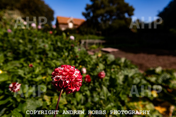 Court House Garden - EM Sep 20-3707