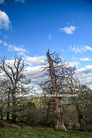 Nettlecombe Oaks - EM - March 2022-9661