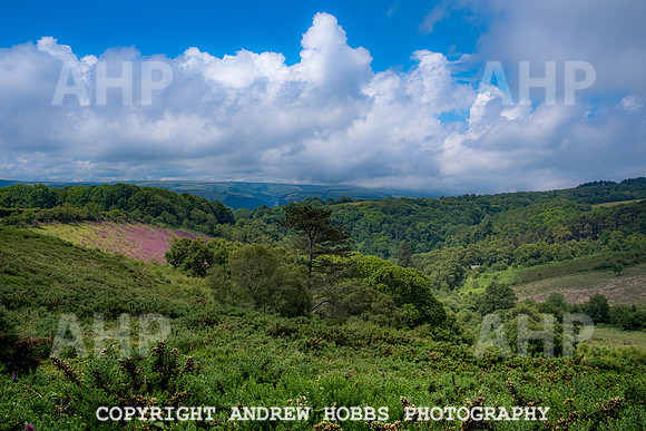 Bossington Hill 14 June 2020-4002