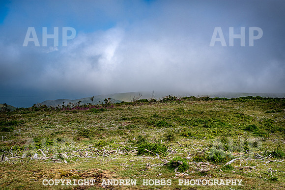 Bossington Hill 14 June 2020-4007