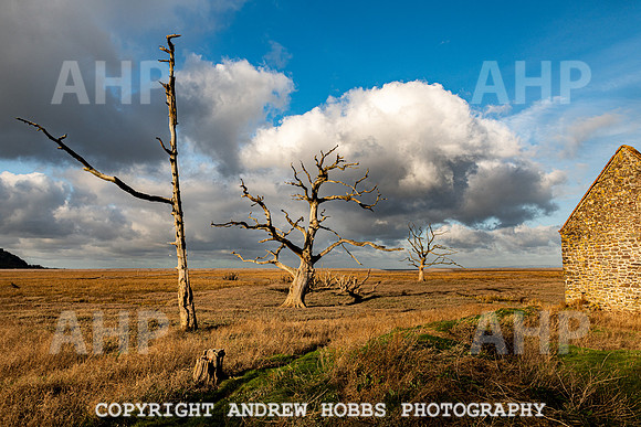 Porlock Marsh Dec 20-7329