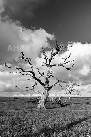 Porlock Marsh Dec 20-7333