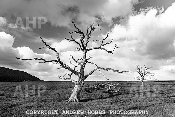 Porlock Marsh Dec 20-7335