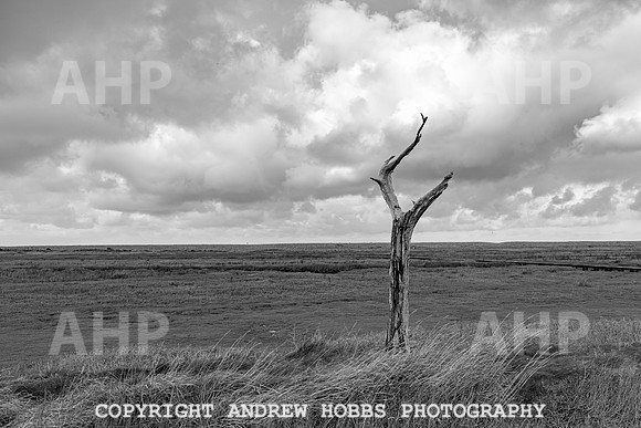 Porlock Marsh Dec 20-7351