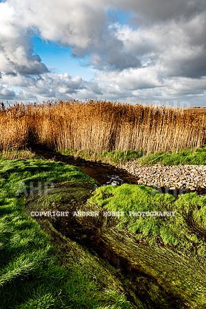 Porlock Marsh Dec 20-7374