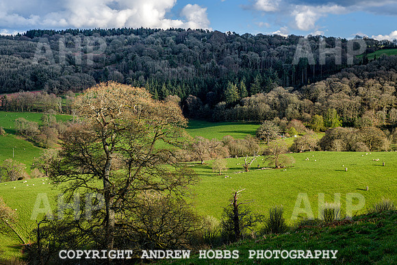 Nettlecombe Oaks - EM - March 2022-9656