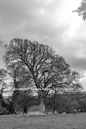 Nettlecombe Oaks - EM - March 2022-9642
