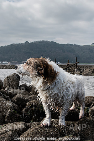 Somerset's Lowest Tide 200 years 023