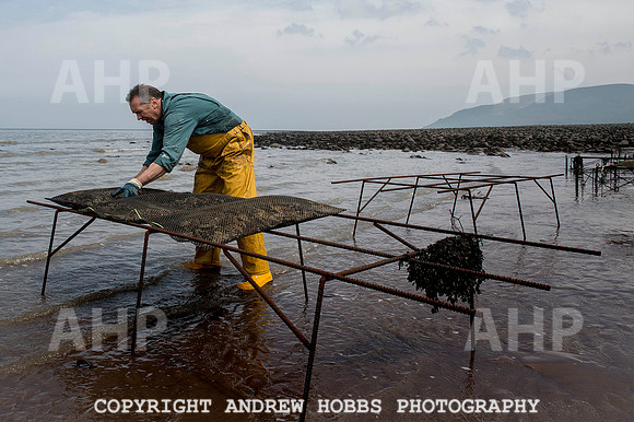 Porlock Oyster Beds 020