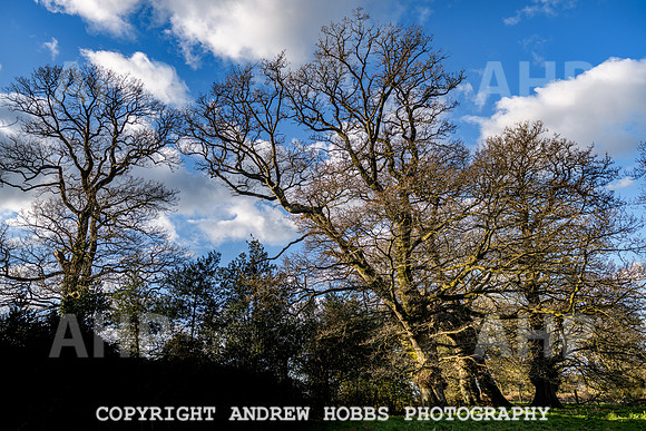 Nettlecombe Oaks - EM - March 2022-9652