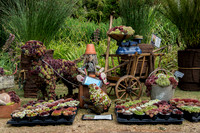 Taunton Flower Show 2014 008