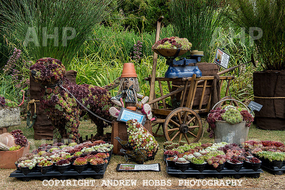 Taunton Flower Show 2014 008