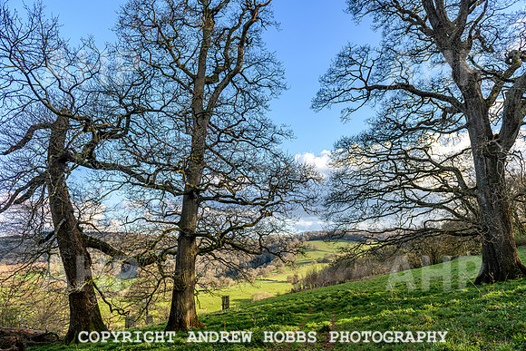 Nettlecombe Oaks - EM - March 2022-9655