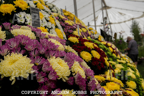 Taunton Flower Show 2014 018