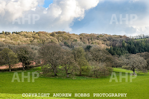 Nettlecombe Oaks - EM - March 2022-9641
