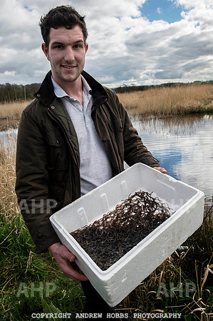 Elver release Catcott Reserve 007