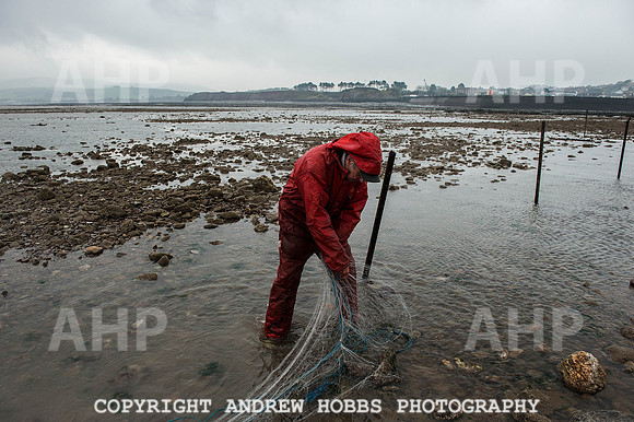 Stake-net Fishing Watchet 2014 015