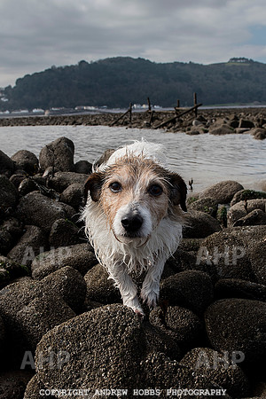 Somerset's Lowest Tide 200 years 024