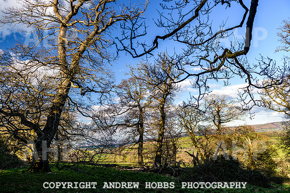 Nettlecombe Oaks - EM - March 2022-9648