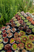 Taunton Flower Show 2014 006