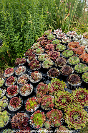 Taunton Flower Show 2014 006