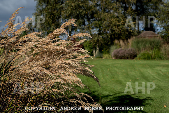 Vellacott Garden 2016-3548