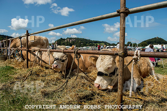 Dunster Show 2014 028