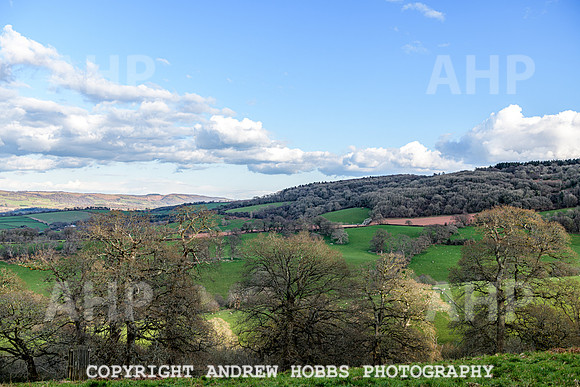 Nettlecombe Oaks - EM - March 2022-9658