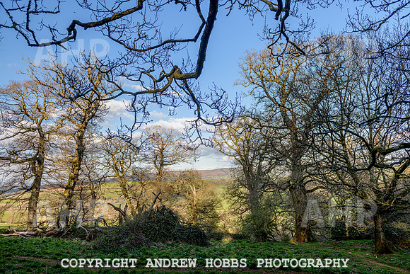 Nettlecombe Oaks - EM - March 2022-9647