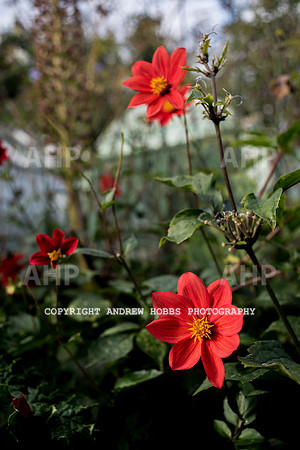 Vellacott Garden 2016-3624