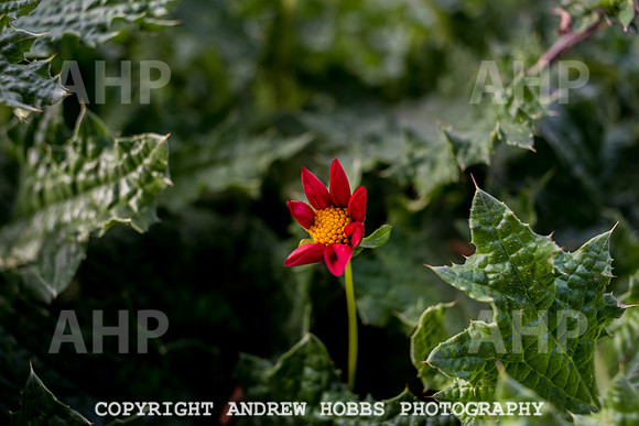 Vellacott Garden 2016-3625