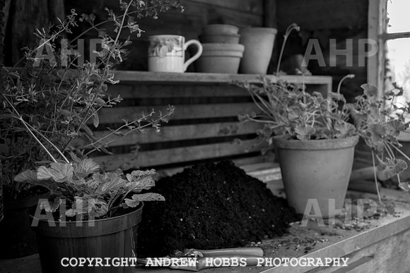 Vellacott Garden 2016-3687