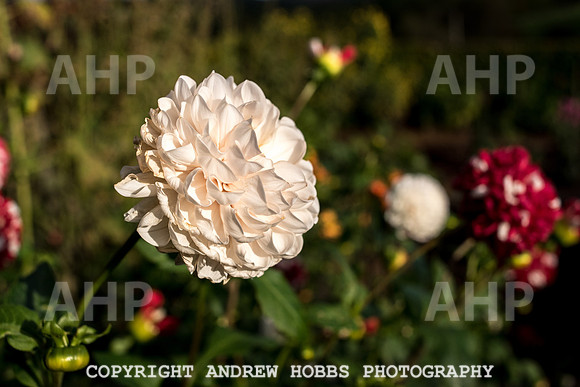 Vellacott Garden 2016-3692