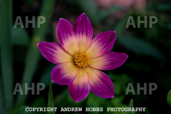 Vellacott Garden 2016-3647