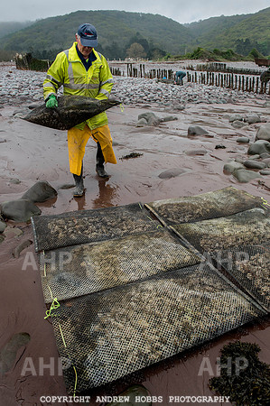 Porlock Oyster Beds 007