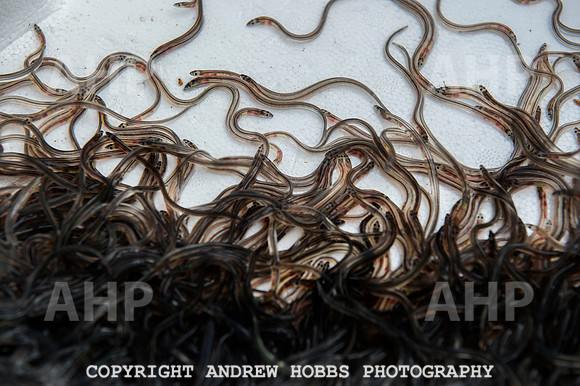 Elver release Catcott Reserve 008