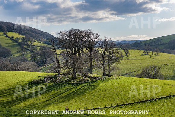 Nettlecombe Oaks - EM - March 2022-9634