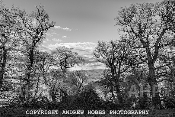 Nettlecombe Oaks - EM - March 2022-9650