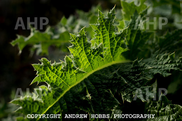 Vellacott Garden 2016-3627