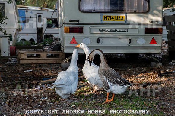 Travellers Camp Haldon Hill Exeter 2014 011