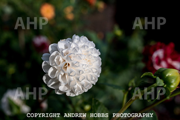 Vellacott Garden 2016-3693